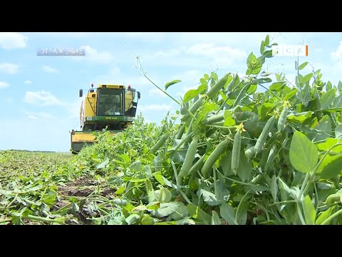 Видео: Каким будет урожай 2022