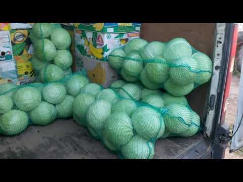 Видео: Сбор и ОБЗОР капусты сорта ЦЕНТУРИОН и СКВАДРОН... идеальней капусты я не видел!!!