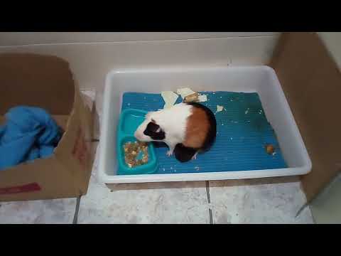 Видео: Морская свинка- борьба за жизнь.