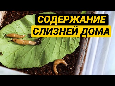Видео: Слизни как домашние животные. Содержание слизней дома