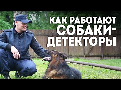 Видео: Они находят преступников по запаху! // Собаки-детекторы: как их дрессируют?