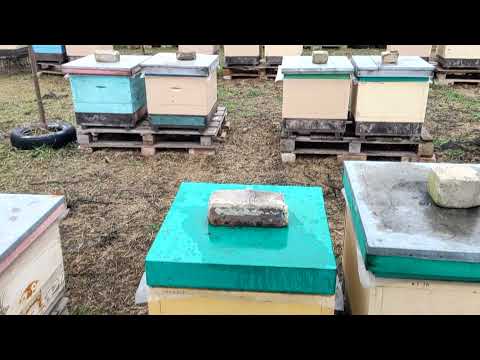 Видео: Зимовка пчел продолжается. Осмотр всех пород и их состояния. #Beekeeping #bee