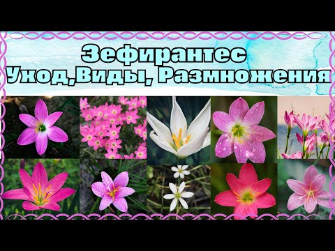 Видео: ЗЕФИРАНТЕС КАКИЕ БЫВАЮТ СОРТА,УХОД Размножение