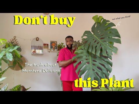 Видео: Почему вам не стоит покупать Monstera Deliciosa!