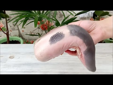 Видео: ЯЗЫК ГОВЯЖИЙ! ТАКОГО ВЫ ЕЩЁ НЕ ГОТОВИЛИ!  УЗБЕКСКАЯ КУХНЯ