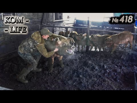 Видео: ЗАБОЙ свиноматки и весенние ОПОРОСЫ