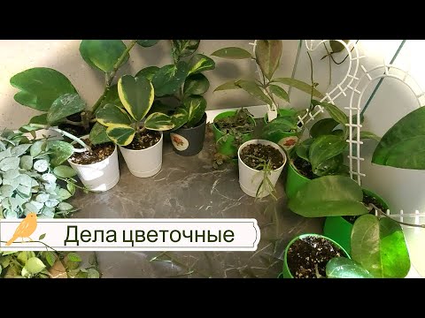 Видео: Поговорим о хойях? Уход, полив, удобрение и освещение.