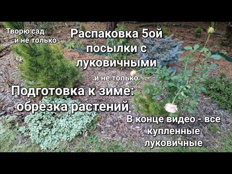 Видео: Творю сад. 18-20.10.2024. Последняя посылка с луковичными. Генеральная уборка/обрезка в саду.