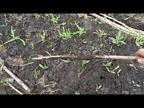 Видео: Грядки без перекопки (#2). Культивация и посадка.