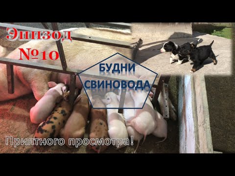 Видео: Кормим животных// агрессивная свиноматка, что делать?// продал поросят