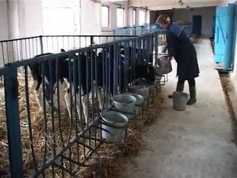 Видео: ОАО "Морочь".mp4