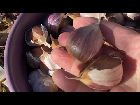 Видео: Так сажу чеснок по природному. Урожай радует всегда!