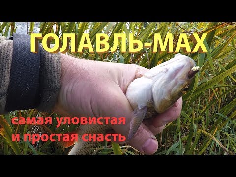 Видео: Ловля голавля на малых реках самой простой и уловистой снастью "голавль-мах".