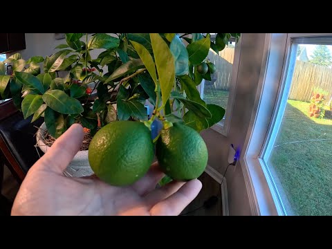 Видео: Подготовились к Хэллоуину. Амариллис и лимон с мандарином. Подготовила кемпер к зимовке