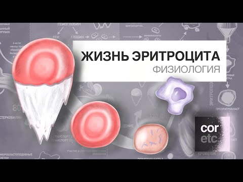 Видео: Жизненный цикл эритроцитов.