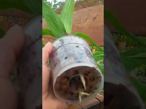 Видео: Lycaste growing.  Ликаста выращивание.