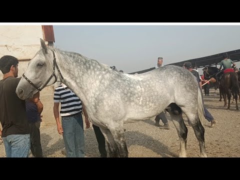 Видео: Нарху Навои Аспбозори Ленский Район Навори Тоза 23-07-2025🐎🐎🐎🐎🐎🐎🙏🐴🐴🐴🐴🐴🐴🙏🙏🙏🐎