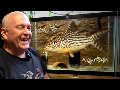 Видео: РАЗВЕДЕНИЕ Коридорасов - 50 лет опыта!