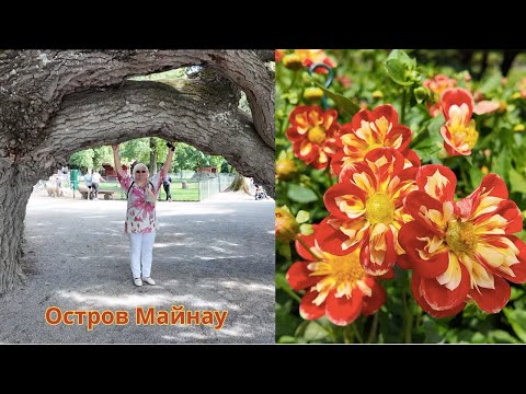 Видео: Яркое утро/Едем с внучкой на остров цветов Майнау/Великолепие георгинов
