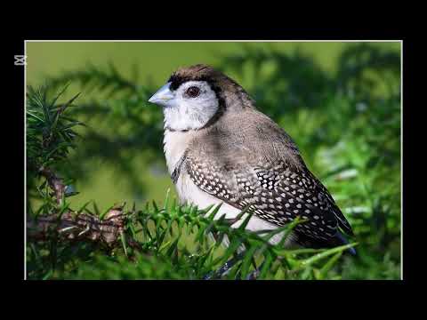 Видео: Жизнь в Австралии: когда природа диктует правила. Life in Australia: When Nature Sets the Rules.