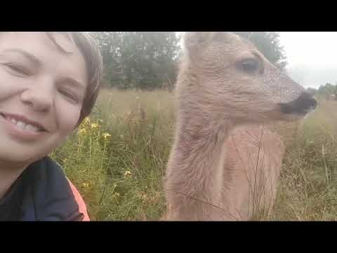 Видео: Замудохались все/ Косуля среди коз