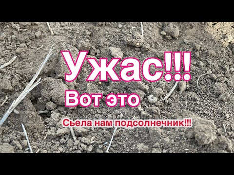 Видео: Совка съела весь подсолнечник!!!