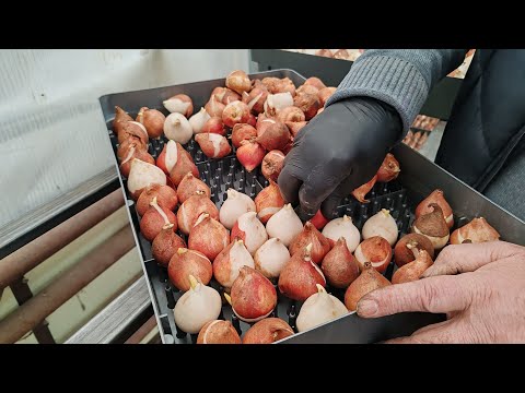 Видео: Когда сажать тюльпаны? Когда поднимать температуру ,отвечаю на частые вопросы клиентов?!🧅💐🌷