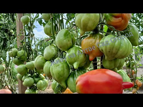 Видео: Коллекционные Томаты открытого грунта из каталога на 2025 год, 2 часть