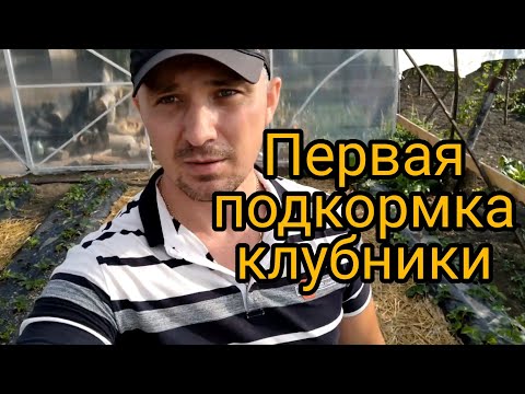Видео: Первая подкормка клубники, фосфорным удобрением, после посадки.