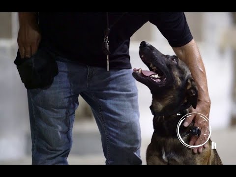 Видео: Электронный ошейник