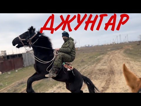Видео: Джунгар