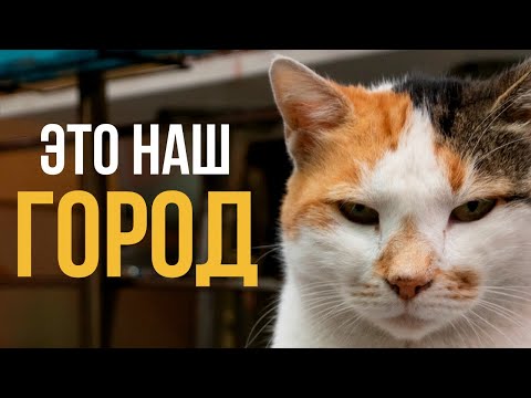 Видео: Что миллион котов сделали с городом? Стамбул, Турция.