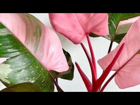 Видео: Филодендрон Розовая Принцесса на керамзите