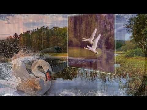 Видео: Белая лебедь автор и исполнитель Хасан Хубиев Автор видео Нина Рудакова