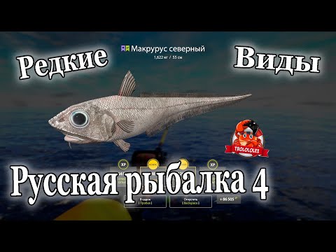 Видео: Русская рыбалка 4 Макрурус северный Ликод эсмарка