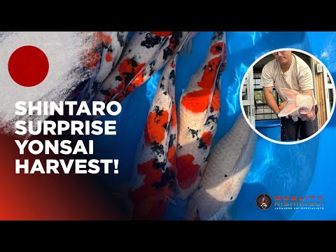 Видео: ШИНТАРО HEADCAM HARVEST!! СУПЕР КОИ!!