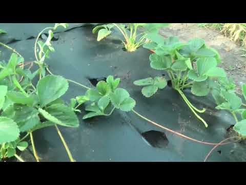 Видео: Вырастил из 5 кустиков Клубники 50. Всё очень просто! #клубника #урожай #размножение #ягоды