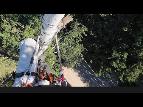 Видео: Как спилить дерево НАД ПРОВОДАМИ