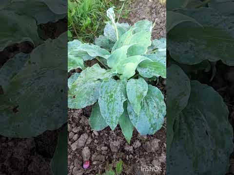 Видео: 2024 г.Обзор хост в моем саду.