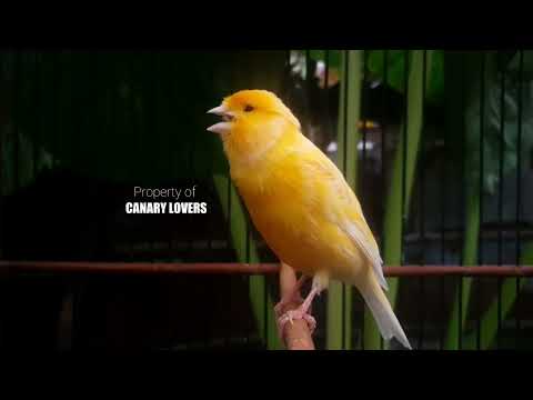 Видео: 13 | CUIT-CUIT❗ ПОЛНЫЙ ЭНЕРГИИ ❗❗Для дрессировки вашей молодой канарейки! #канарейка #мастеринг