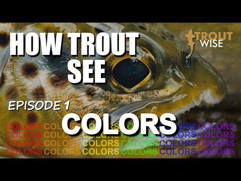 Видео: Как видит форель: цвета