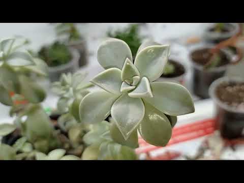 Видео: Graptopetalum paraguayense - чистка, обрезка, переукоренение