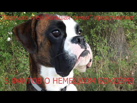 Видео: 5 ВАЖНЫХ ФАКТОВ О ПОРОДЕ НЕМЕЦКИЙ БОКСЁР!Плюсы это или минусы-решать Вам!Всем кто решил взять щенка!