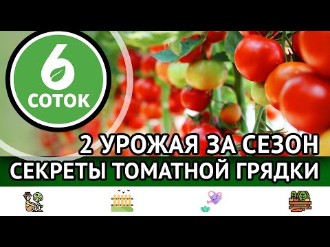 Видео: 2 урожая за сезон. Секреты томатной грядки. 6 соток 18.09.2023