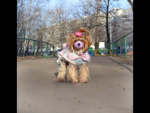 Видео: Осторожно-Догхантеры! Как связать намордник собаке