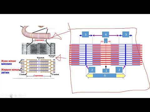 Видео: Бұлшықеттің жирылу механизімі #Миофибрилла #Саркомер #актин #миозин І Z,M сызықтары І І,А,Н диск