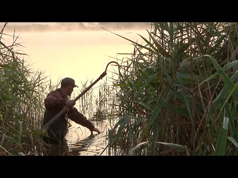 Видео: Рыбалка 27 июля на линя в окнах тростника