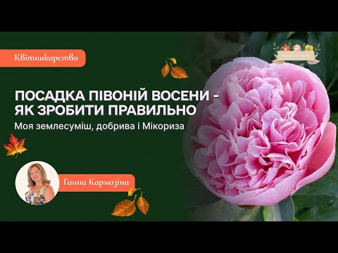 Видео: Посадка півоній восени - як зробити правильно. Моя землесуміш, добрива і Мікориза.