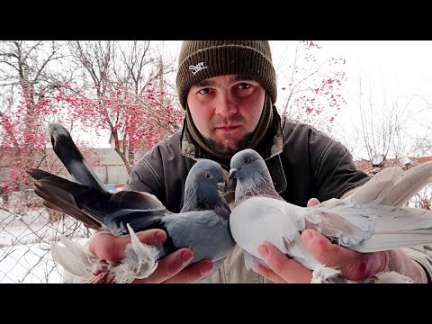 Видео: ПРОДАМ! БОЙНЫХ ГОЛУБЕЙ С ИГРОЙ👍👍👍