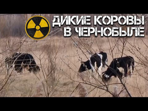 Видео: Дикие коровы в Чернобыле - они реально существуют? Уникальные животные Чернобыльской Зоны Отчуждения